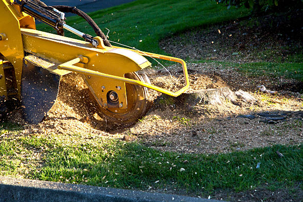 Professional Tree Removal in Lake Carmel, NY